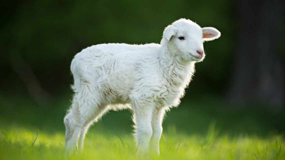 Почему овцы, бараны и ягнята не могут встать на задние ноги