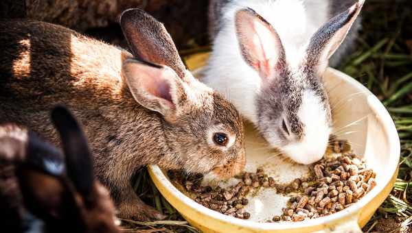 Чем и как кормить кроликов
