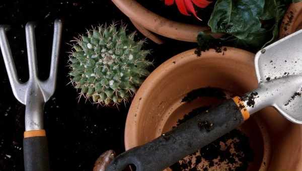 Цветные кактусы — разновидности, советы по выращиванию и уходу