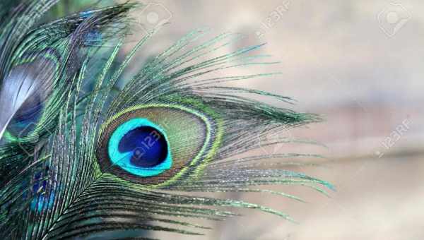 Ювелирное перо павлина: Boucheron показали новинки из коллекции Plume de Paon