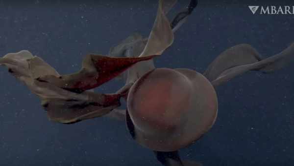 Не китовая плацента, но возможно редкая медуза