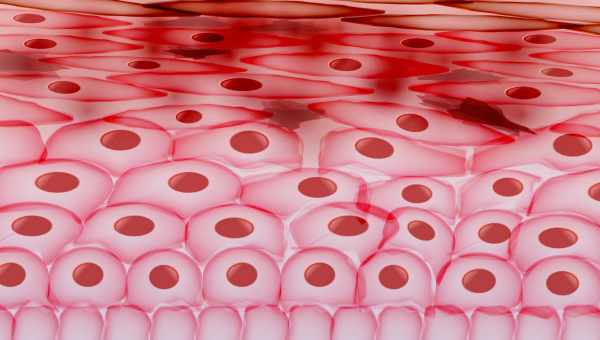 Биологи превратили клетки кожи в стволовые без генетической модификации