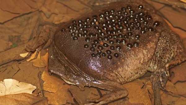 Ученые смогли отрастить лягушке потерянную конечность: это применимо и к людям