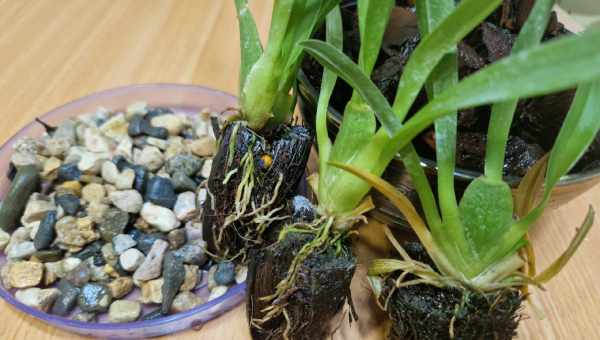 Орхідея камбрію: відхід у домашніх умовах