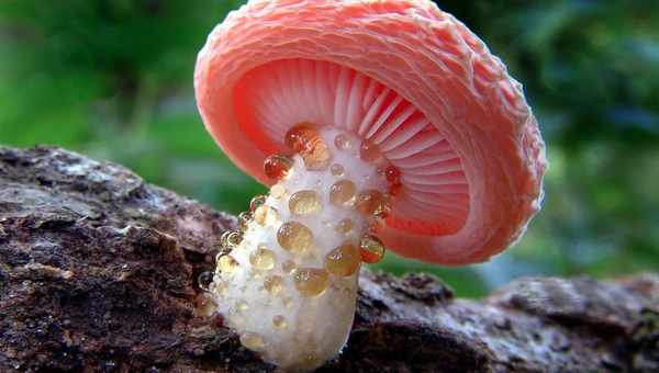 Чи бувають червивими отруйні гриби. Чи бувають отруйні гриби червивими