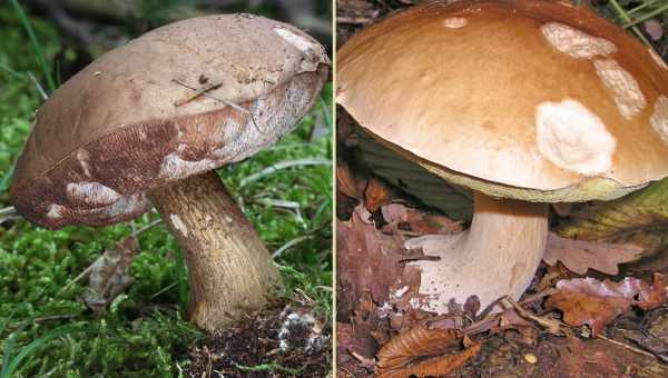 Чи можуть бути отруйні гриби червивими. Чи бувають отруйні гриби червивими