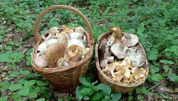 Як швидко ростуть гриби після дощу. Скільки днів ростуть гриби після зливового дощу