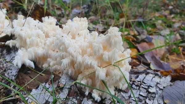 Як довго після дощу ростуть гриби. Гриби після дощу