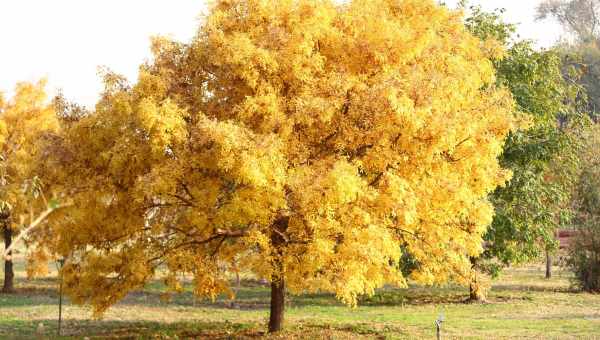 Яке дерево жовтіє восени першим