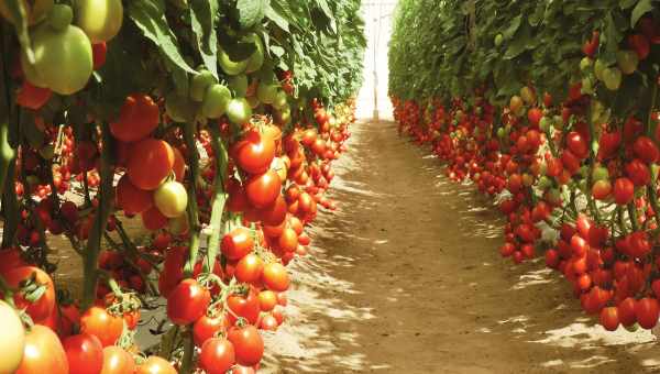 Сорта помидоров для Урала: выращивайте в открытом грунте или теплице